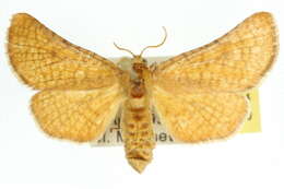 Image of Abrotesia griphodes Turner 1915