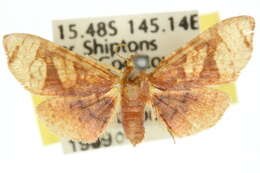 Image of Hypolamprus semiusta Warren 1908