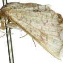 Image of <i>Hypolamprus bastialis</i>