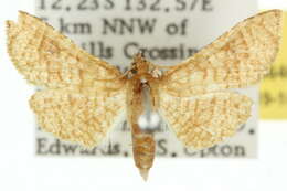 Image of <i>Hypolamprus crossosticha</i>