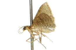 Image of Addaea trimeronalis Walker 1859