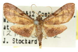 Image of Kanshizeia hemicycla