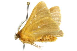 Image of Anthela callispila Lower 1905