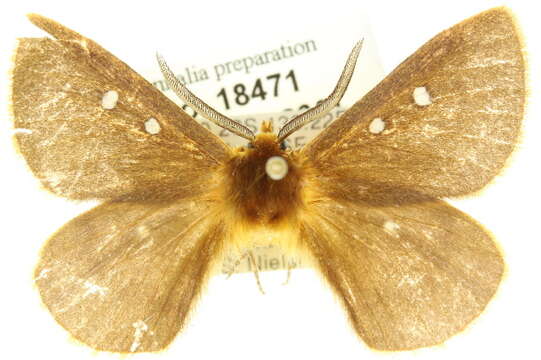 Image of Anthela callispila Lower 1905