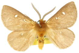 Image of Anthela