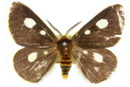 Image of Anthela guenei (Newman 1856)