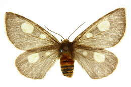 Image of Anthela guenei (Newman 1856)