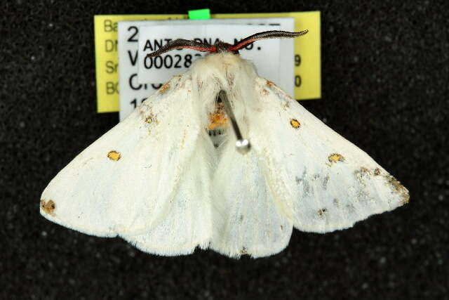 Image of Australian lappet moths
