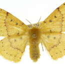 Image of Anthela heliopa (Lower 1902)