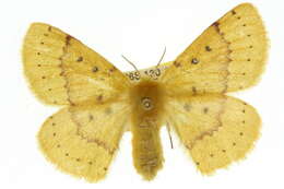Image of Anthela heliopa (Lower 1902)