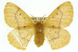 Image of Anthela heliopa (Lower 1902)