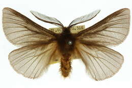 Image of Pterolocera isogama Turner 1931