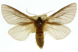 Image of Pterolocera isogama Turner 1931