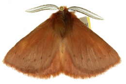 Image of Pterolocera leucocera (Turner 1921)