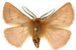 Image of Pterolocera leucocera (Turner 1921)
