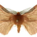 Image of Pterolocera