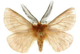 Image of Pterolocera