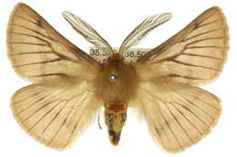 Image of Pterolocera amplicornis Walker 1855