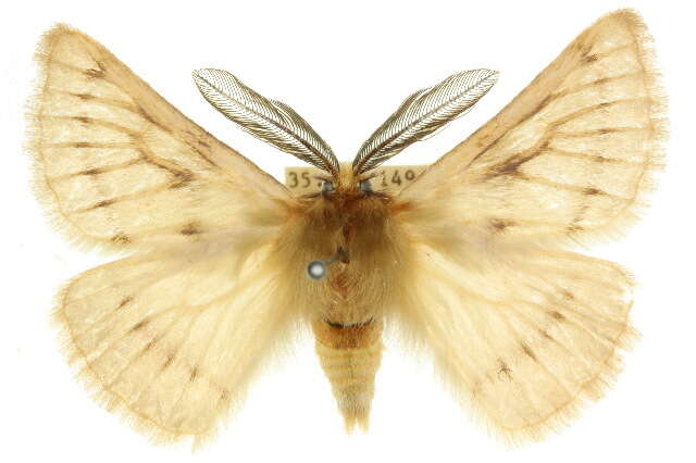 Image of Pterolocera amplicornis Walker 1855