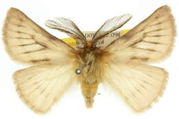 Image of Pterolocera amplicornis Walker 1855