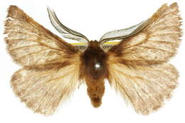 Image of Pterolocera