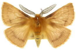 Image of Pterolocera