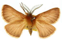 Image of Pterolocera