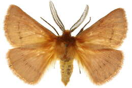 Image of Pterolocera leucocera (Turner 1921)