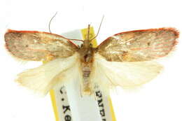 Image of Enchocrates glaucopis Meyrick 1883