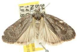 Image of <i>Notosara acosmeta</i>