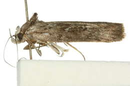 Image of Notosara nephelotis Meyrick 1890