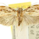 Image of Mimozela rhoditis Meyrick 1914