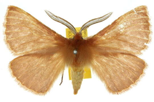 Image of Pterolocera leucocera (Turner 1921)