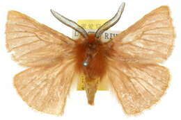 Image of Pterolocera
