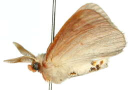 Image of Anthela achromata