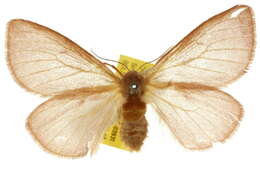 Image of Anthela pudica (Swinhoe 1902)