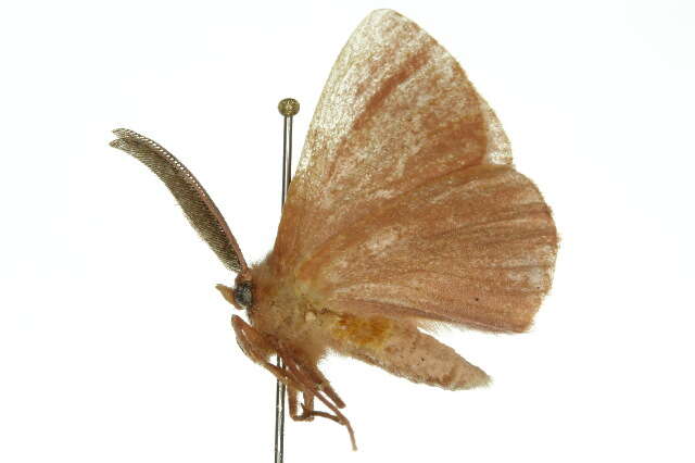 Image of Anthela pudica (Swinhoe 1902)