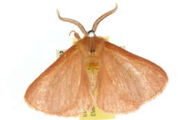 Image of Anthela phoenicias Turner 1902