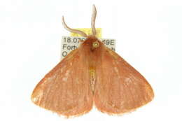 Image of Anthela phoenicias Turner 1902