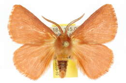 Image of Anthela phoenicias Turner 1902