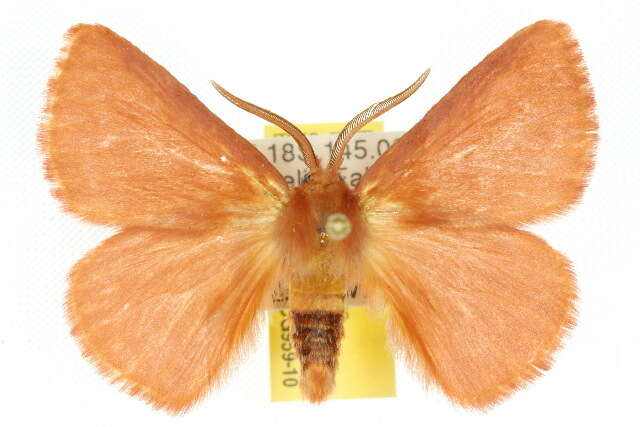 Image of Anthela phoenicias Turner 1902