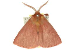 Image of Anthela phoenicias Turner 1902