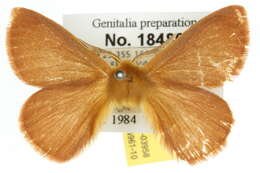 Image of Anthela phoenicias Turner 1902