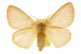 Image of Anthela phoenicias Turner 1902