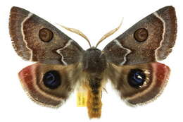 Image of Australian silkworm moths