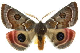 Image of Australian silkworm moths