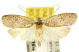 Image of Peritornenta stigmatias Turner 1900