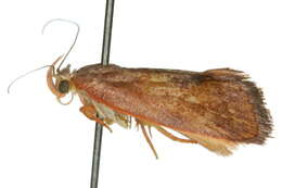 Image of <i>Thalamarchella cyphopleura</i>