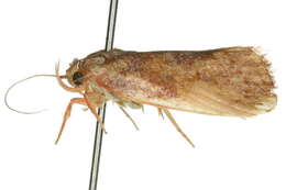 Image of <i>Thalamarchella cyphopleura</i>