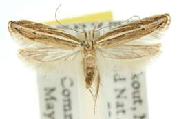 Image of Eutorna leptographa Meyrick 1906